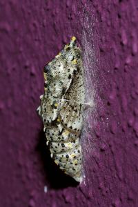 <i>Pieris brassicae</i>
