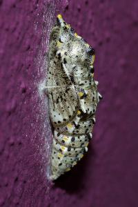 <i>Pieris brassicae</i>
