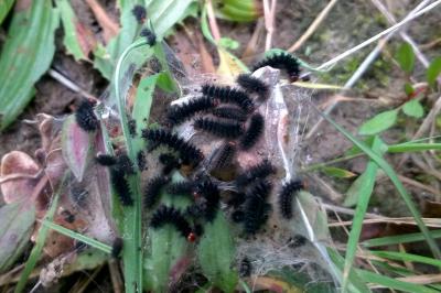 <i>Melitaea cinxia</i>