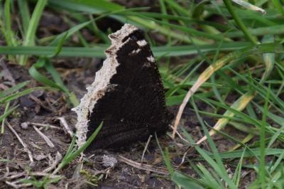<i>Nymphalis antiopa</i>