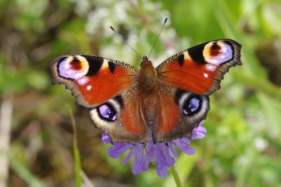 <i>Aglais io</i>