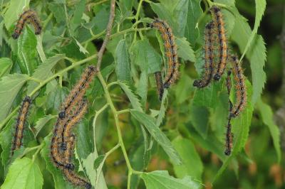 <i>Nymphalis polychloros</i>