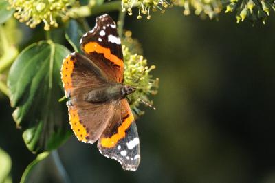 <i>Vanessa atalanta</i>