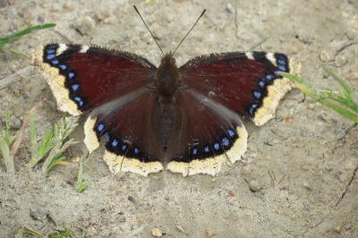 <i>Nymphalis antiopa</i>