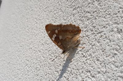 Apatura ilia