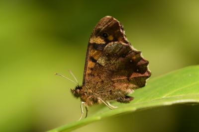 <i>Pararge aegeria</i>