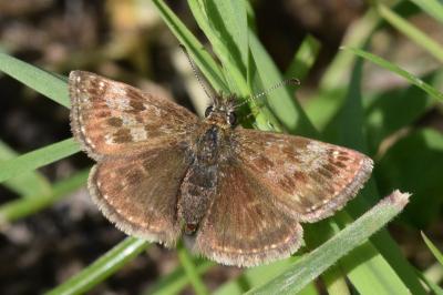 <i>Erynnis tages</i>