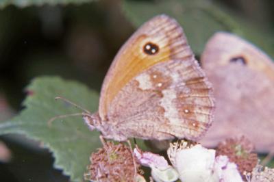 <i>Pyronia tithonus</i>
