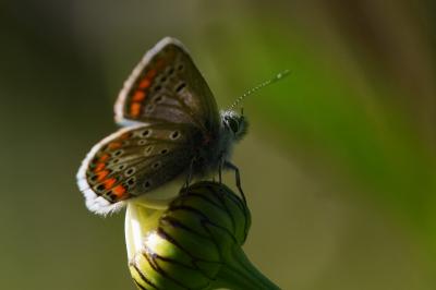 <i>Aricia agestis</i>