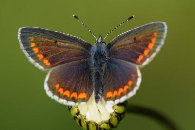 <i>Aricia agestis</i>