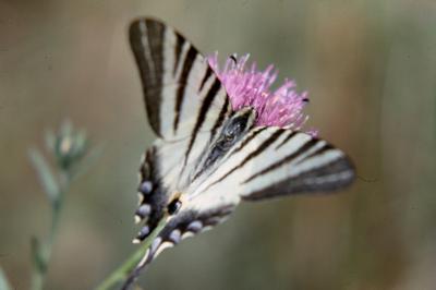 <i>Iphiclides podalirius</i>