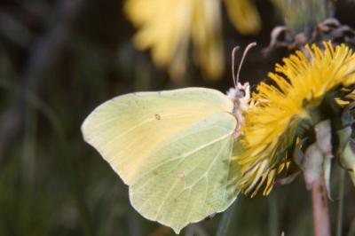 <i>Gonepteryx rhamni</i>