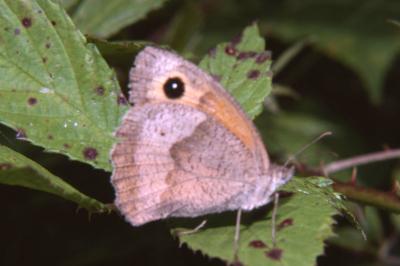 <i>Maniola jurtina</i>