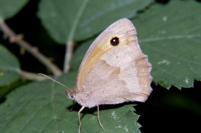 <i>Maniola jurtina</i>