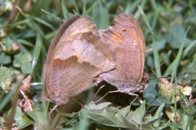 <i>Maniola jurtina</i>