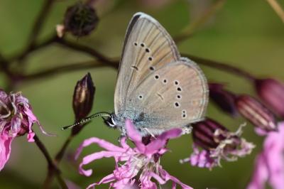 <i>Cyaniris semiargus</i>