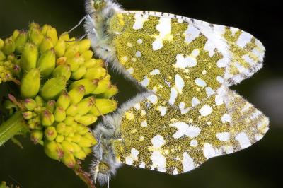 Euchloe crameri