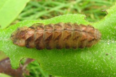 <i>Quercusia quercus</i>