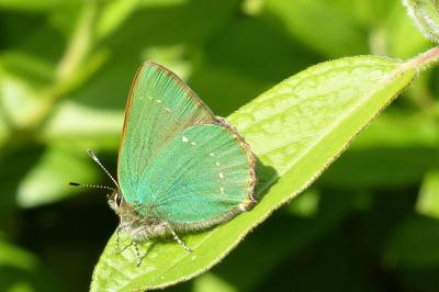<i>Callophrys rubi</i>