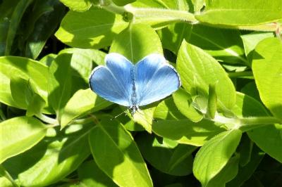 <i>Celastrina argiolus</i>