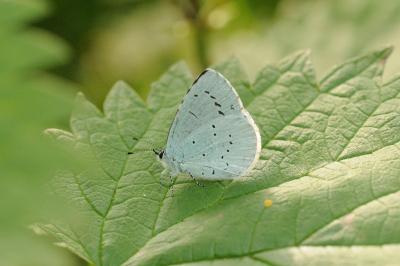 <i>Celastrina argiolus</i>