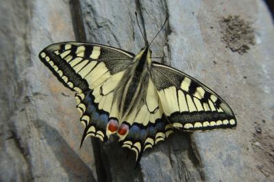 <i>Papilio machaon</i>