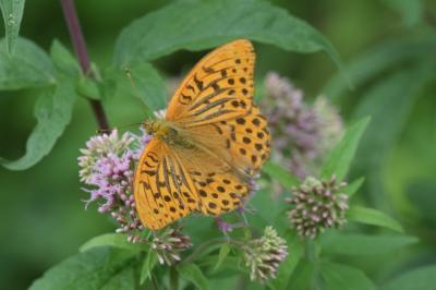 <i>Argynnis paphia</i>