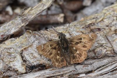 <i>Carcharodus alceae</i>