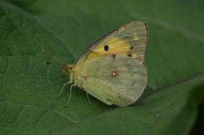 <i>Colias crocea</i>