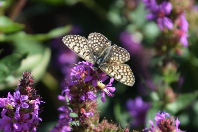 <i>Melitaea cinxia</i>