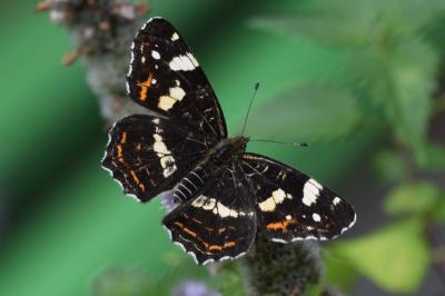 <i>Araschnia levana</i>