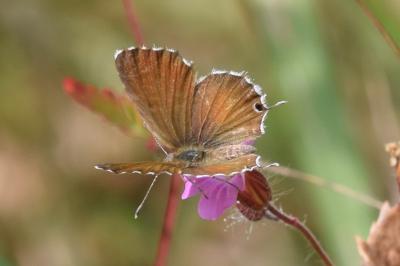 <i>Cacyreus marshalli</i>