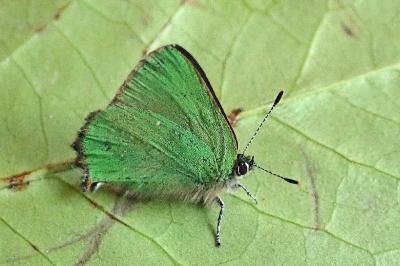 <i>Callophrys rubi</i>