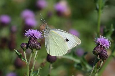 <i>Pieris brassicae</i>