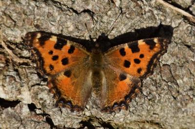 <i>Nymphalis polychloros</i>