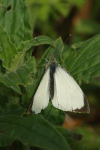 <i>Pieris brassicae</i>
