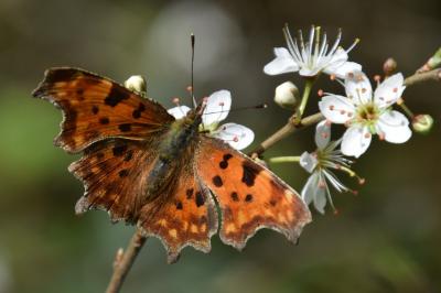 <i>Polygonia c-album</i>
