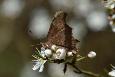 <i>Polygonia c-album</i>
