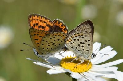 <i>Lycaena tityrus</i>