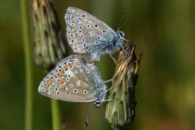 <i>Polyommatus icarus</i>