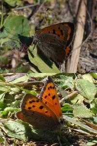 <i>Lycaena phlaeas</i>