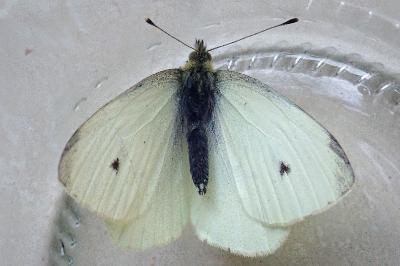 <i>Pieris rapae</i>