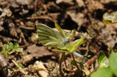<i>Pieris napi</i>