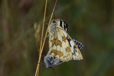 <i>Melanargia galathea</i>