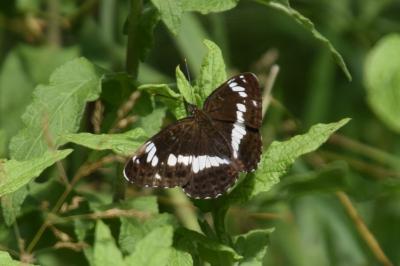<i>Limenitis camilla</i>