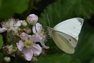 <i>Pieris rapae</i>