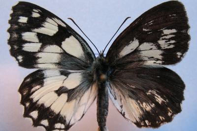 <i>Melanargia galathea</i>