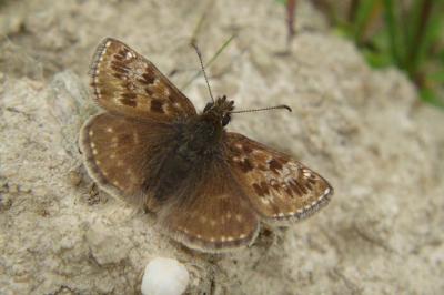 <i>Erynnis tages</i>