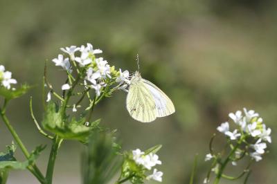 <i>Pieris napi</i>