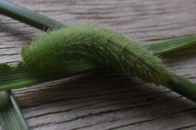 <i>Maniola jurtina</i>
